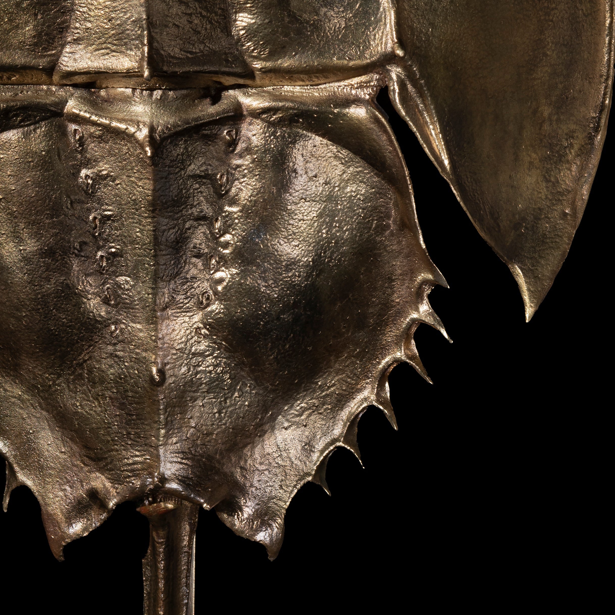 Les Interdits - Grande Limule