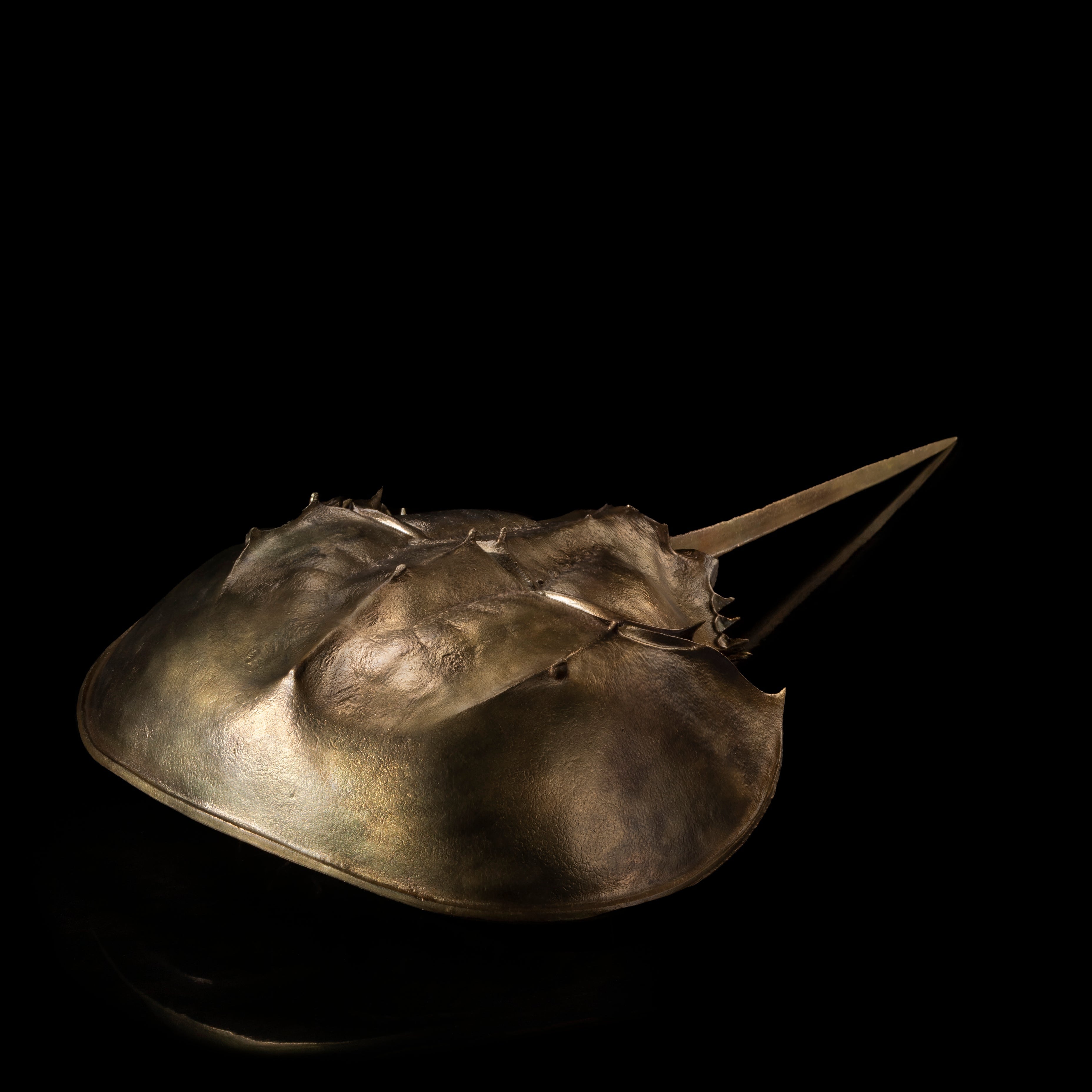 Les Interdits - Grande Limule