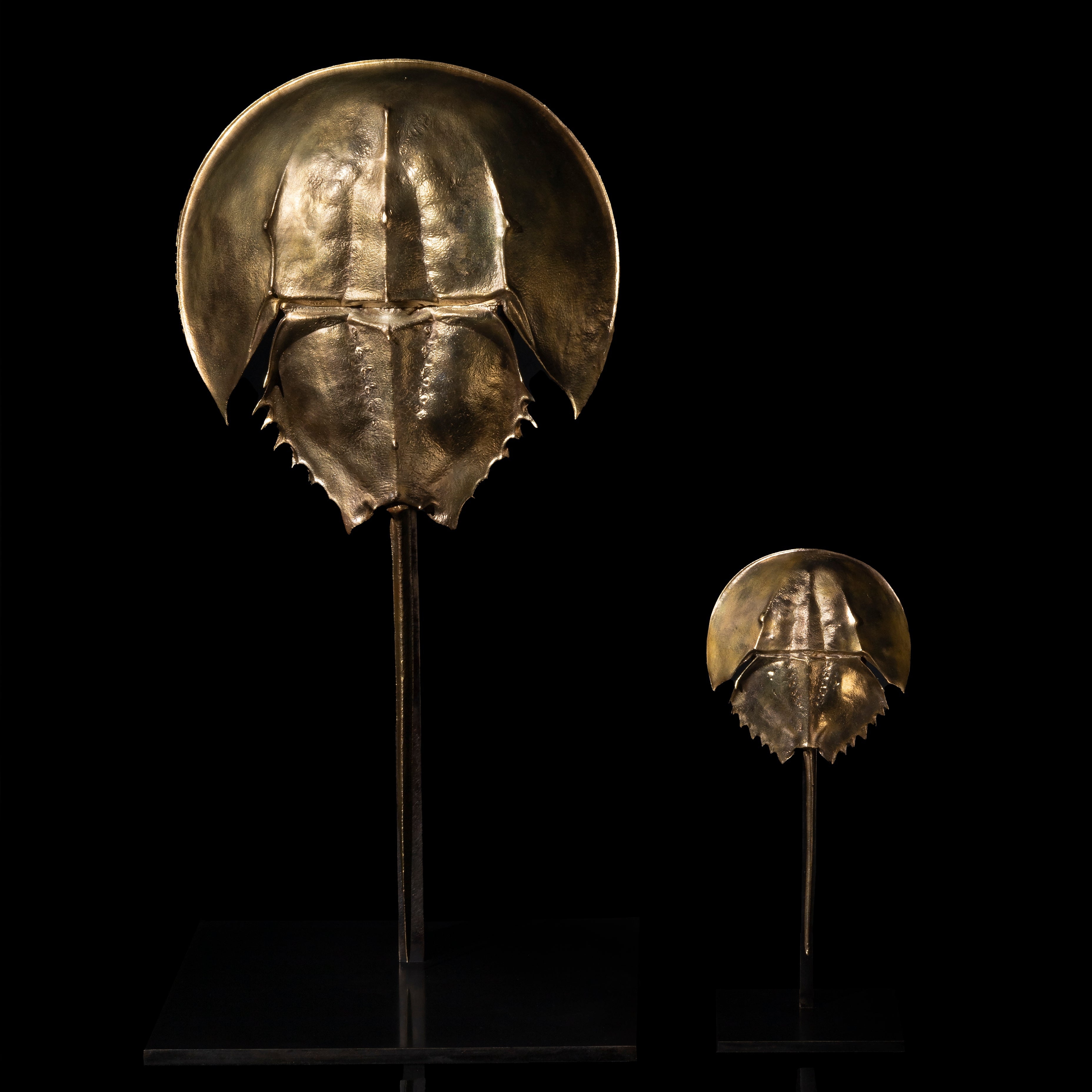 Les Interdits - Grande Limule