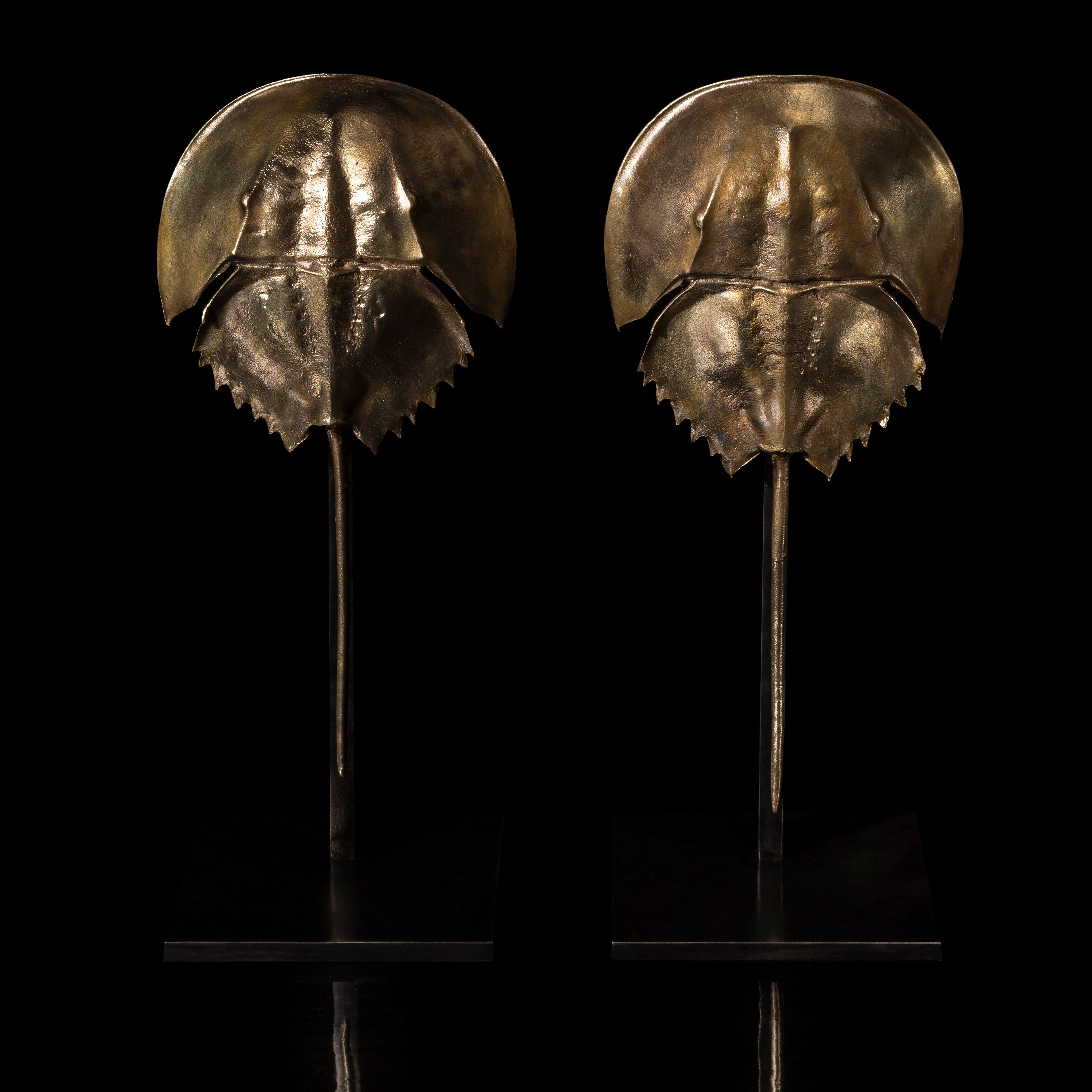 Les Interdits - Petite Limule