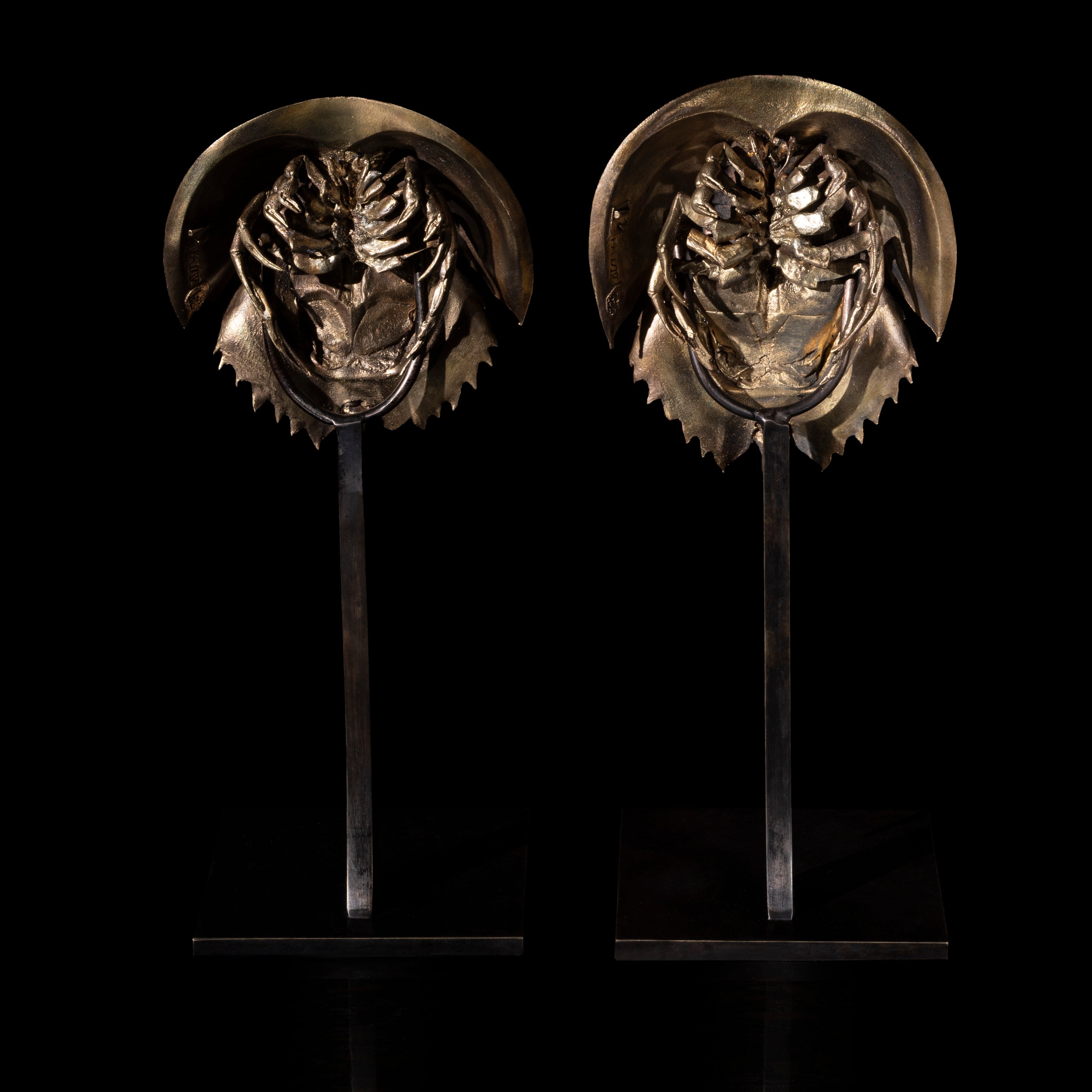 Les Interdits - Petite Limule