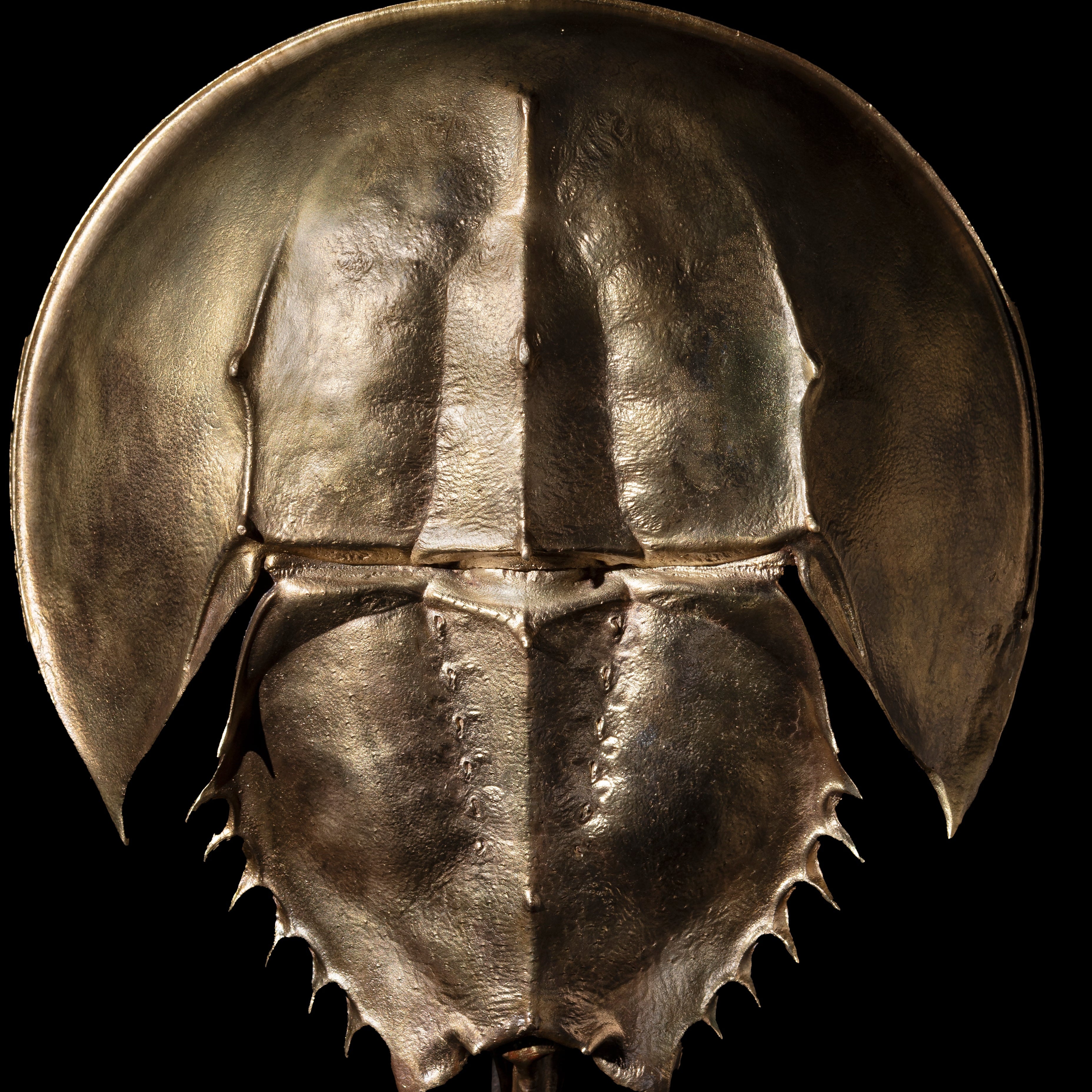 Les Interdits - Grande Limule